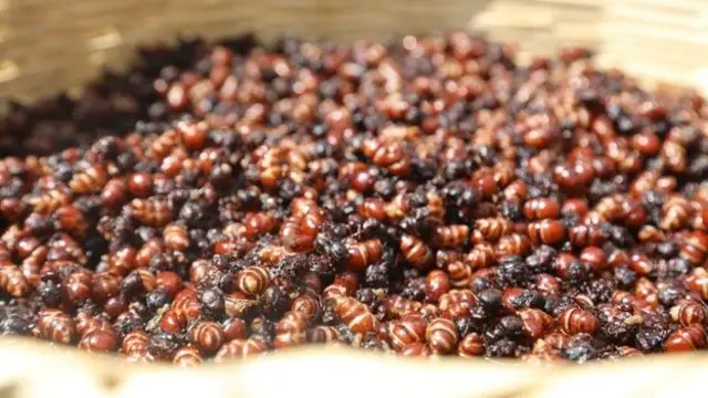 تعد ملكات النمل المحمصة أو المقلية أو المملحة من أشهى المقبلات في دائرة سانتاندير شمال وسط كولومبيا