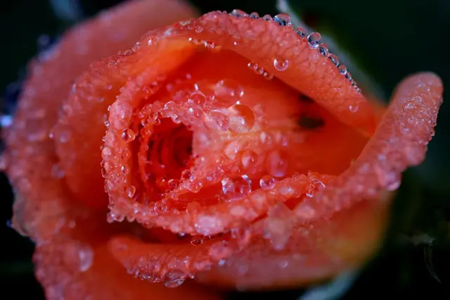 ఇంగ్లండ్‌లోని మాంచెష్టర్‌లో ఉన్న ఒక ఉద్యానంలో ఎర్ర గులాబీ రెక్కలపై మంచు బిందువులు