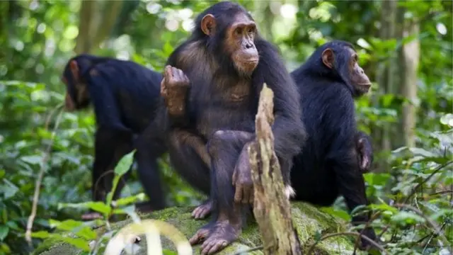 చింపాజీల నుంచి ఐదు విషయాలు