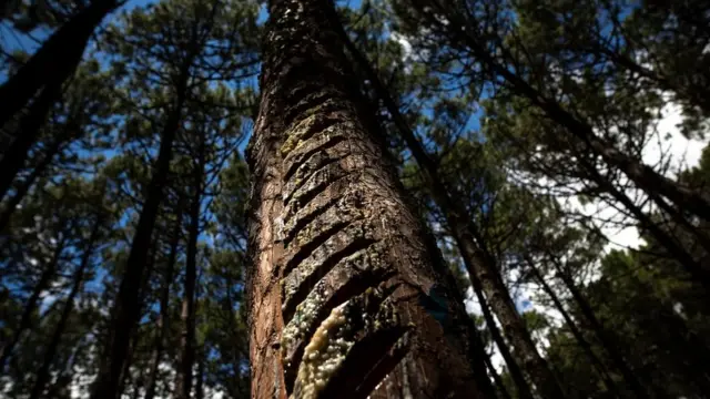 Tajos para "desangrar" a un árbol.