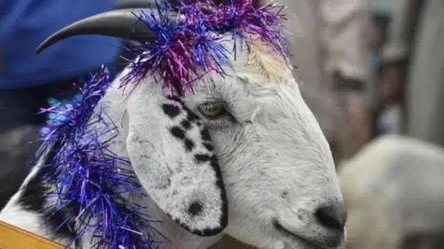 ਬੱਕਰੀਆਂ