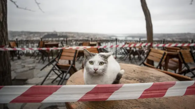 BBC Türkçe'nin ulaştığı Ankara'da bir veteriner hekim, meslek odası tarafından kendilerine gönderilen mesajdan sonra durumu ağır hayvanlara yapılması gereken ameliyatların akıbeti açısından kaygı duyduklarını ifade ediyor