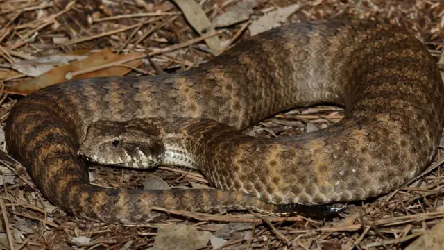 A death adder