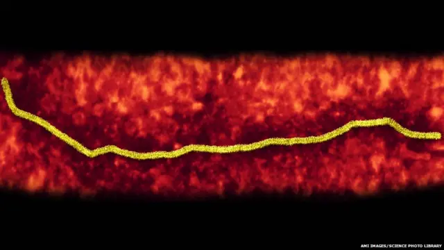 ਨਿਪਾਹ ਵਾਇਰਸ