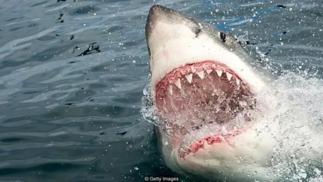 एक शख़्स ने शार्क को मुक्का मारकर पत्नी की जान बचाई