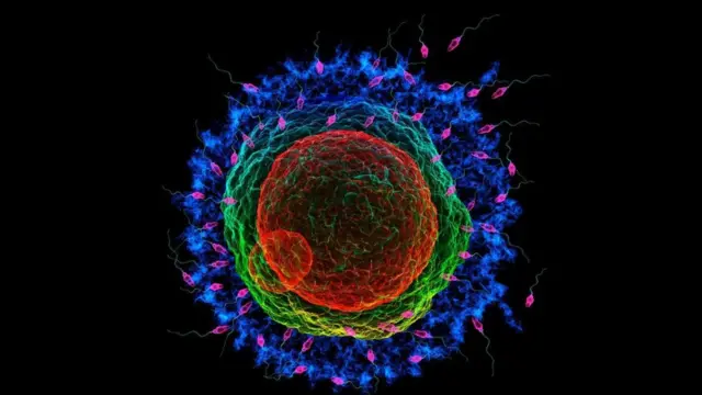 Запліднення