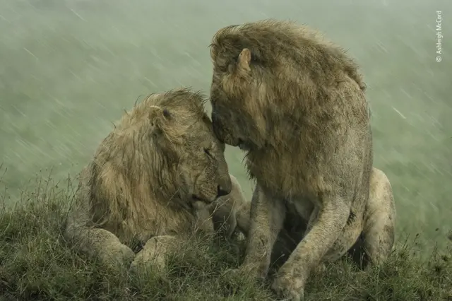 Dois leões machos deitados sob a chuva encostam as testasjogo de caça níqueisno outro