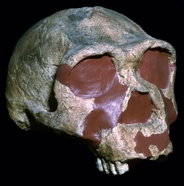 Crânioque veut dire cbet pokerHomo erectus