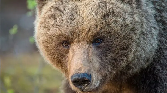 ведмідь бурий