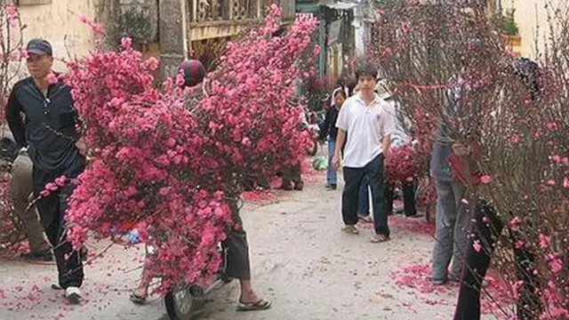 Chở hoa đào ra chợ bán ngày Tết