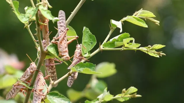 'দিনে ১০০ কি.মি. পথ উড়ে যেতে পারে পঙ্গপাল।'