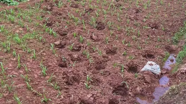 యుక్సి నగరం శివార్లలోని ఓ పొలంలో ఏనుగుల పాద ముద్రలు