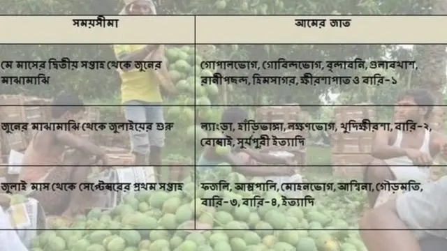 মূলত মে থেকে সেপ্টেম্বর মোট ৫ মাস আমের মৌসুম থাকে