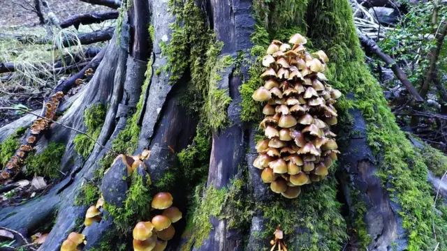 Fungi
