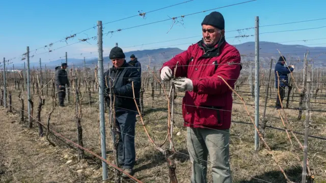 Грузинские вина