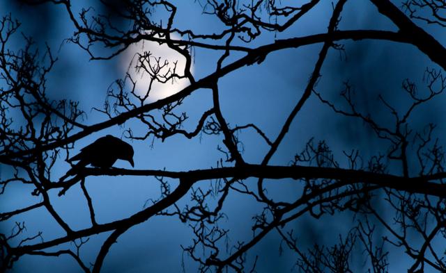 Cuervo en un árbol de Gideon Knight