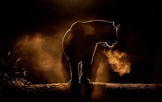 Silhouette photo of a lion