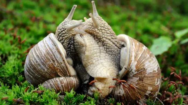 Dos caracoles apareándose.