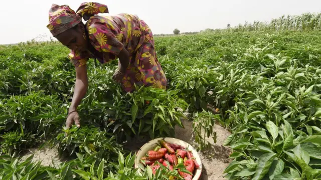 Nwaanyị na-akọ ugbo