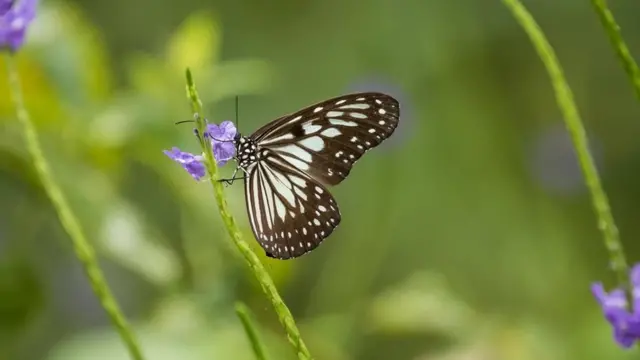 Una mariposa