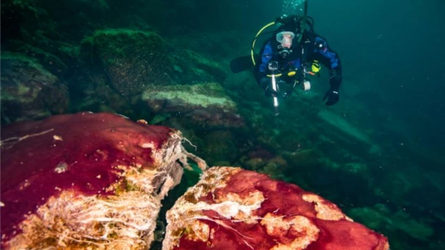 พรมจุลชีพใต้น้ำในหลุมยุบของทะเลสาบฮิวรอน