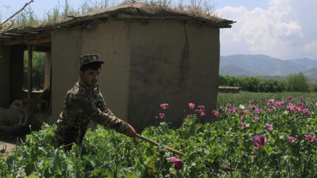 Опиумный мак по-прежнему выращивается в Афганистане