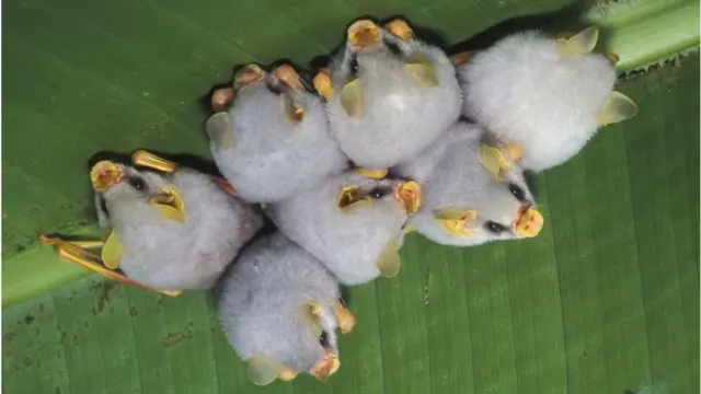 kelelawar