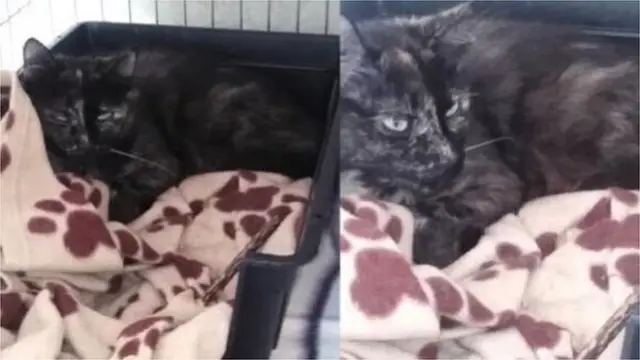 Belçikaida bulunan Zian adlı kedi