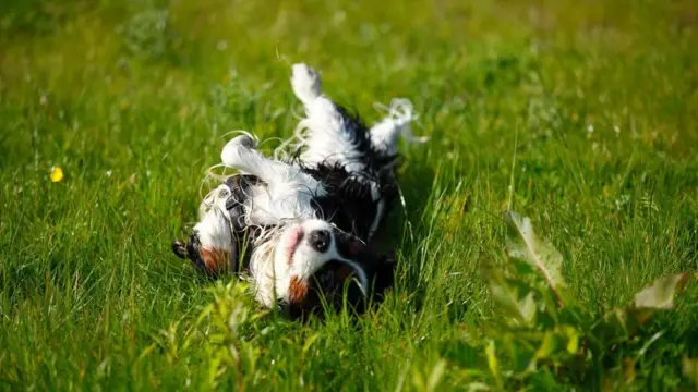 Cachorro rolando sobre a grama