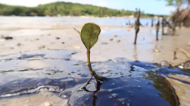 Plantas no manguem estrela betRio Massangana, Suape (Pernambuco)