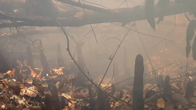 সুন্দরবনে আগুন লাগার কারণ ও ক্ষয়ক্ষতির পরিমাণ নিরূপণে সোমবার তিন সদস্যের একটি তদন্ত কমিটি করেছে বন বিভাগ।