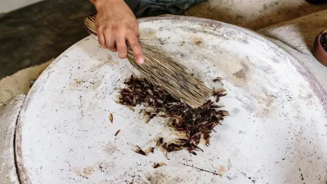 O preparo de chicatanas na chapa