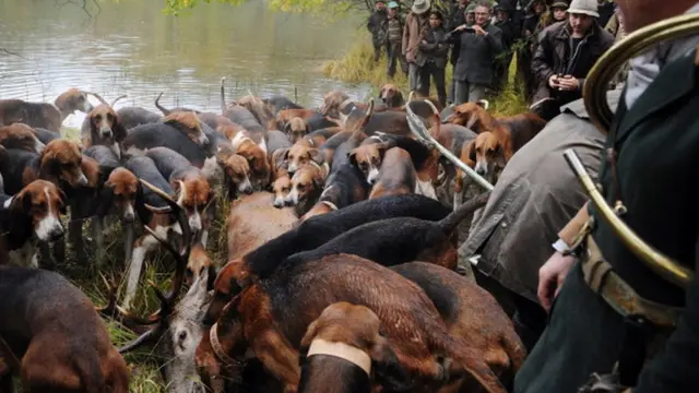การล่ากวางในฝรั่งเศส ซึ่งเป็นประเพณีสืบทอดกันมา มีการใช้สุนัขและม้าเข้าร่วมในการล่าด้วย