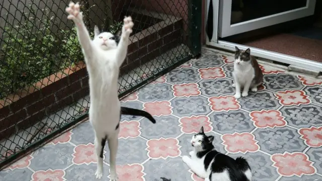 Pişiklər, ev heyvanları