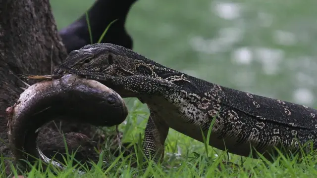 ตัวเงินตัวทองเป็นสัตว์ที่กินซากสัตว์เป็นอาหาร หรือสัตว์น้ำขนาดเล็กที่พวกมันสามารถล่าได้ตามแหล่งน้ำ