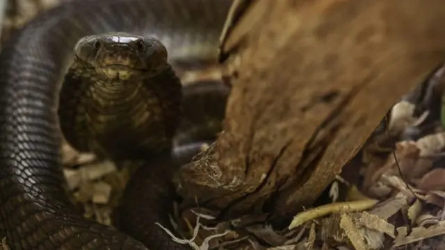 কালো সাপ