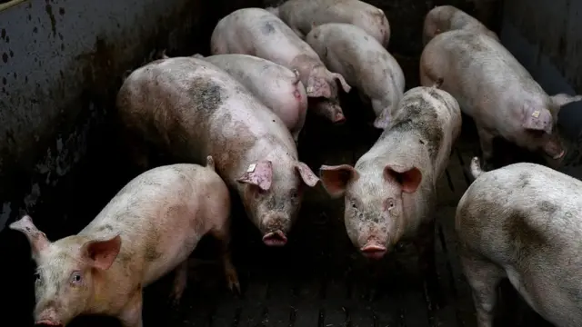 L'ampleur des élevages porcins modernes inquiète les scientifiques car elle permet aux maladies infectieuses de s'installer plus facilement