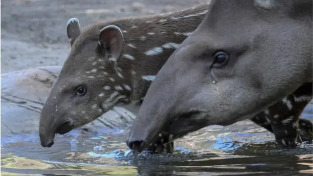tapir