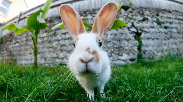 خرگوش سومین حیوان خانگی محبوب در بریتانیا است