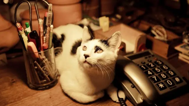 قطة فوق مكتب خشبي