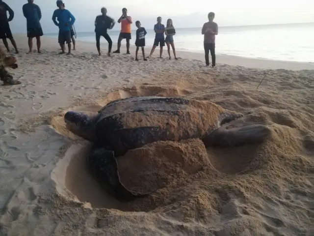 แม่เต่ามะเฟืองวางไข่