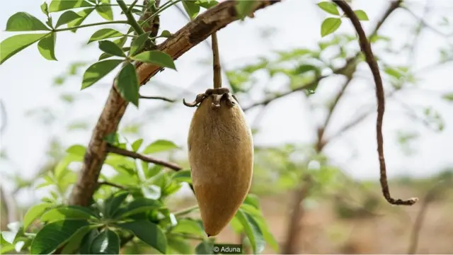 बाओबाब का फल