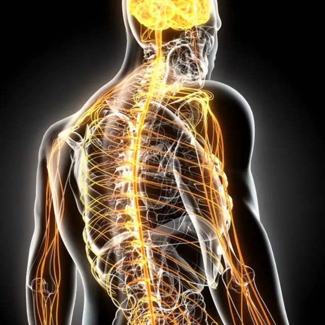 Sistema nervioso