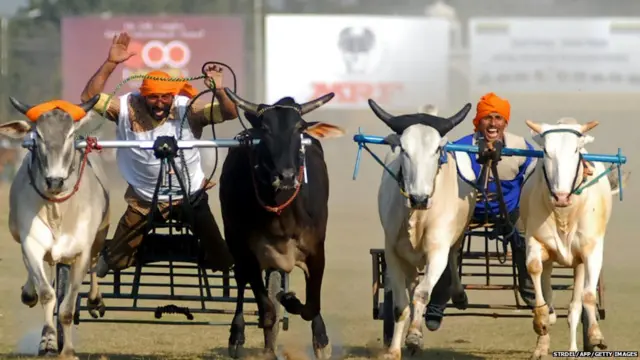 बैलगाडी शर्यत