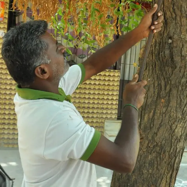 ஆணிகளை பிடுங்கி மரங்களை காப்பாற்றி வரும் தலைமை காவலர்