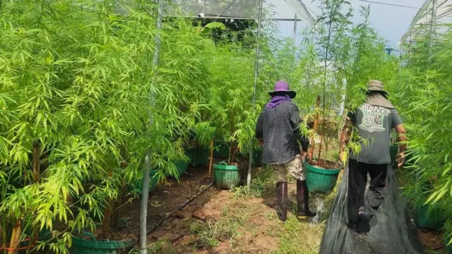 โรงเรือนปลูกกัญชาของกลุ่มสหกรณ์เกษตรอินทรีย์ ต. เขาไม้แก้ว อ. กบินทร์บุรี จ. ปราจีนบุรี