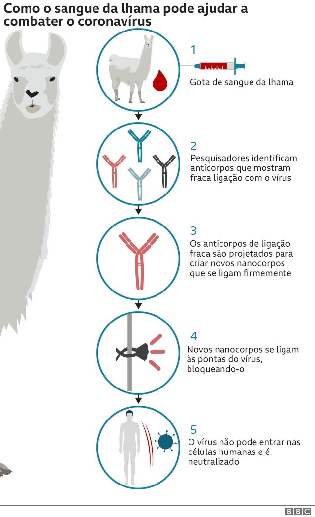 Infográfico sobre tratamento com sangue da lhama