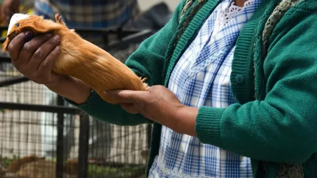 Морська свинка