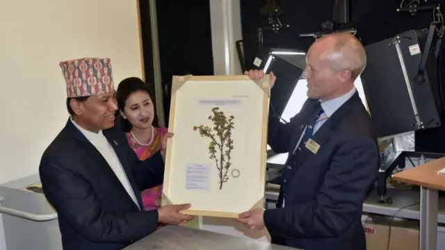 हर्बेरियम नमुना