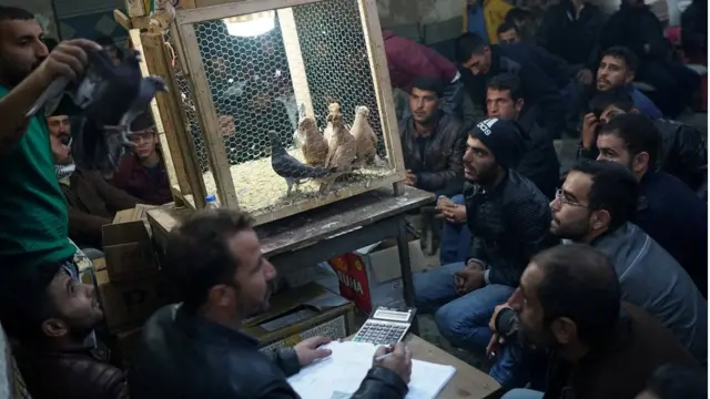 कबूतरों की नीलामी